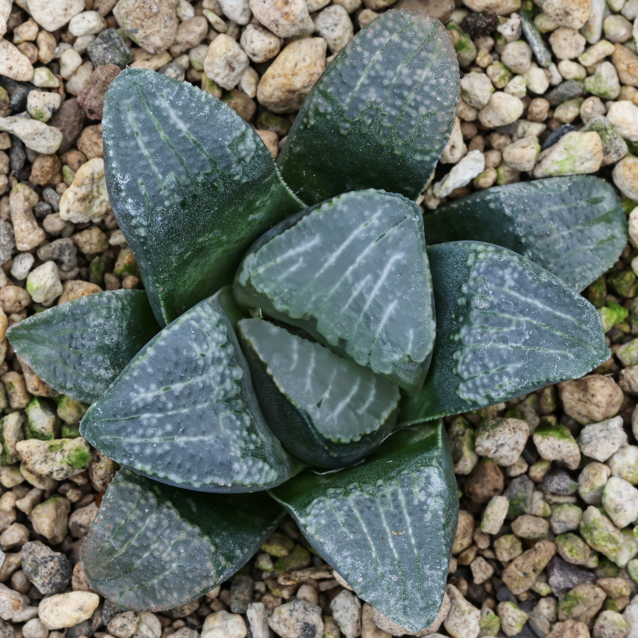 x1178 cl7 haworthia hybrid 59 x groenewaldii mbb7801 close