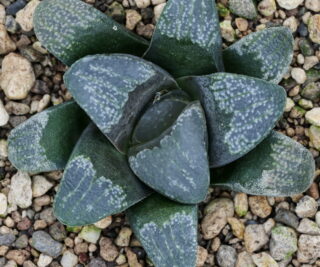 x1178 cl9 haworthia hybrid 59 x groenewaldii mbb7801 close