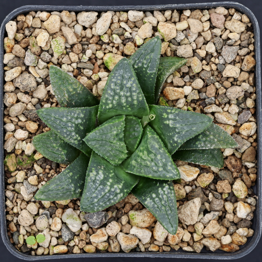 x1186 cl5 haworthia hybrid 148 x groenewaldii