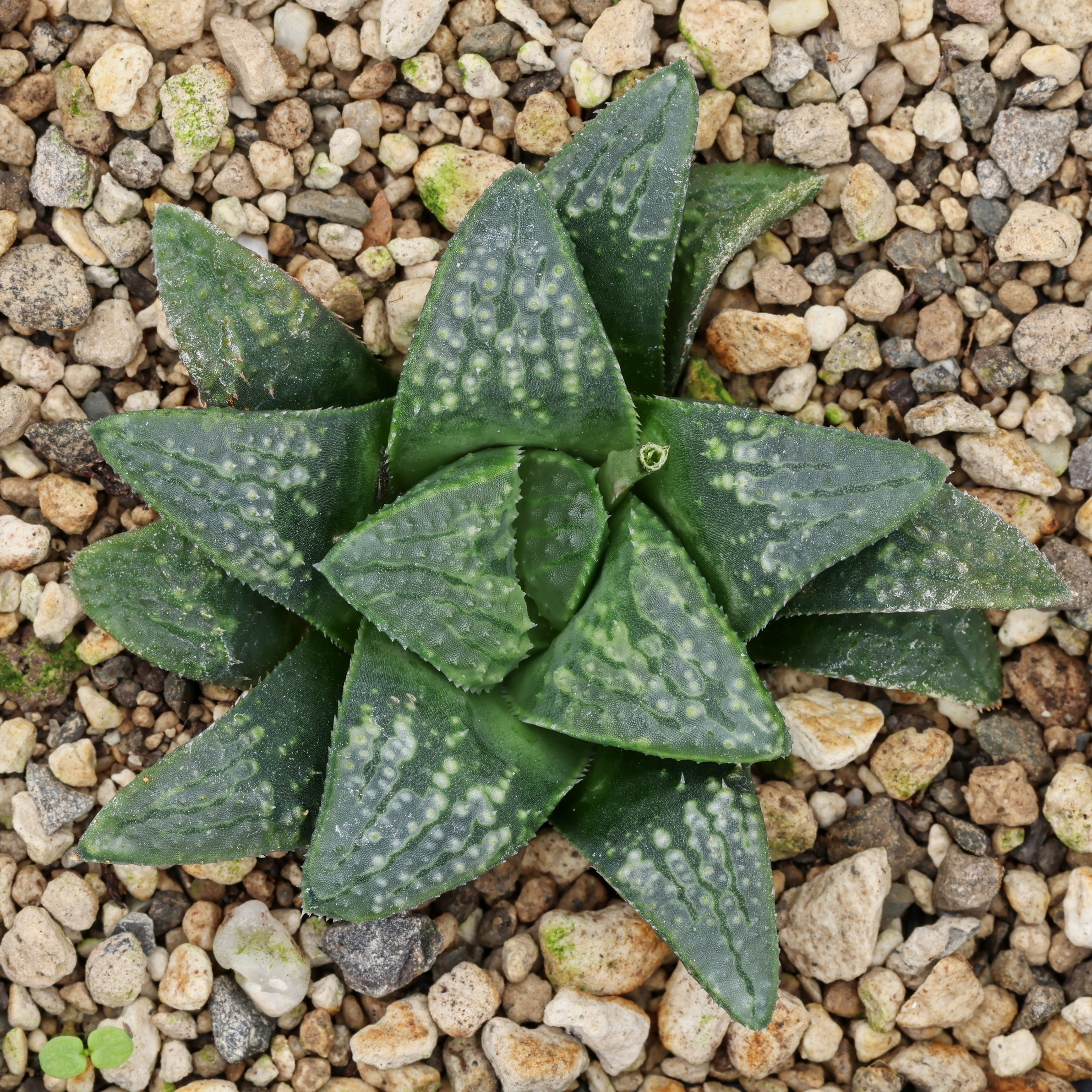 x1186 cl5 haworthia hybrid 148 x groenewaldii close