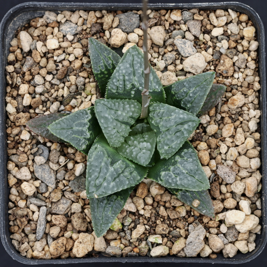 x1186 cl6 haworthia hybrid 148 x groenewaldii