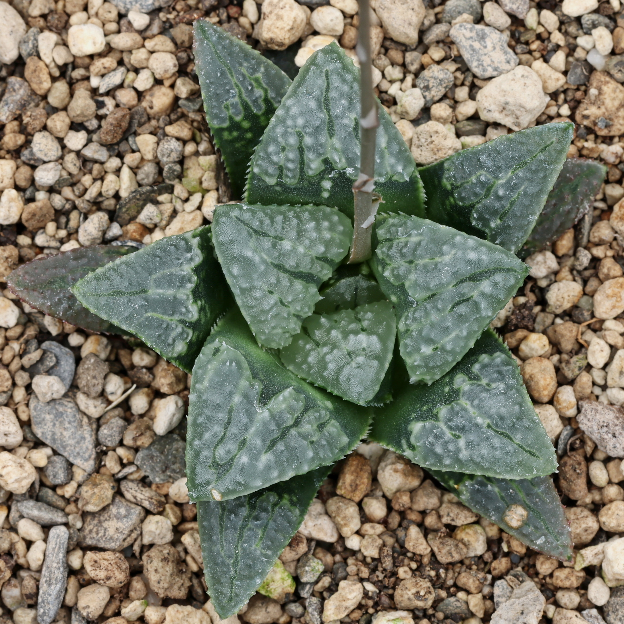 x1186 cl6 haworthia hybrid 148 x groenewaldii close