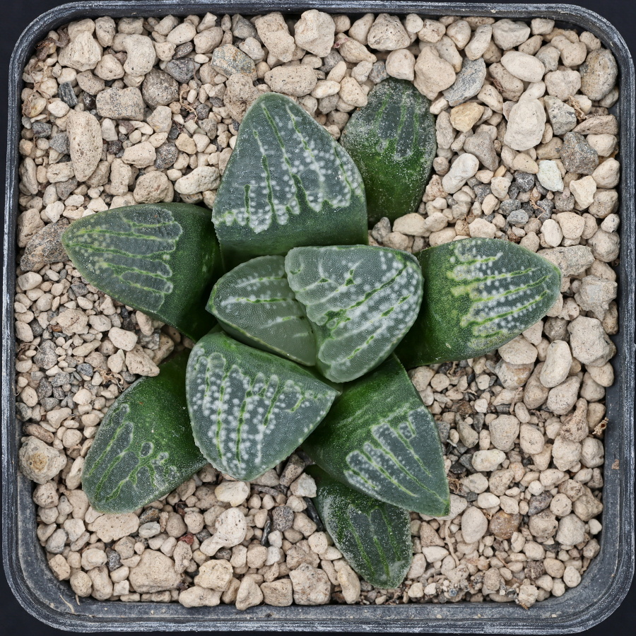 x1189 cl1 haworthia hybrid 169 x groenewaldii