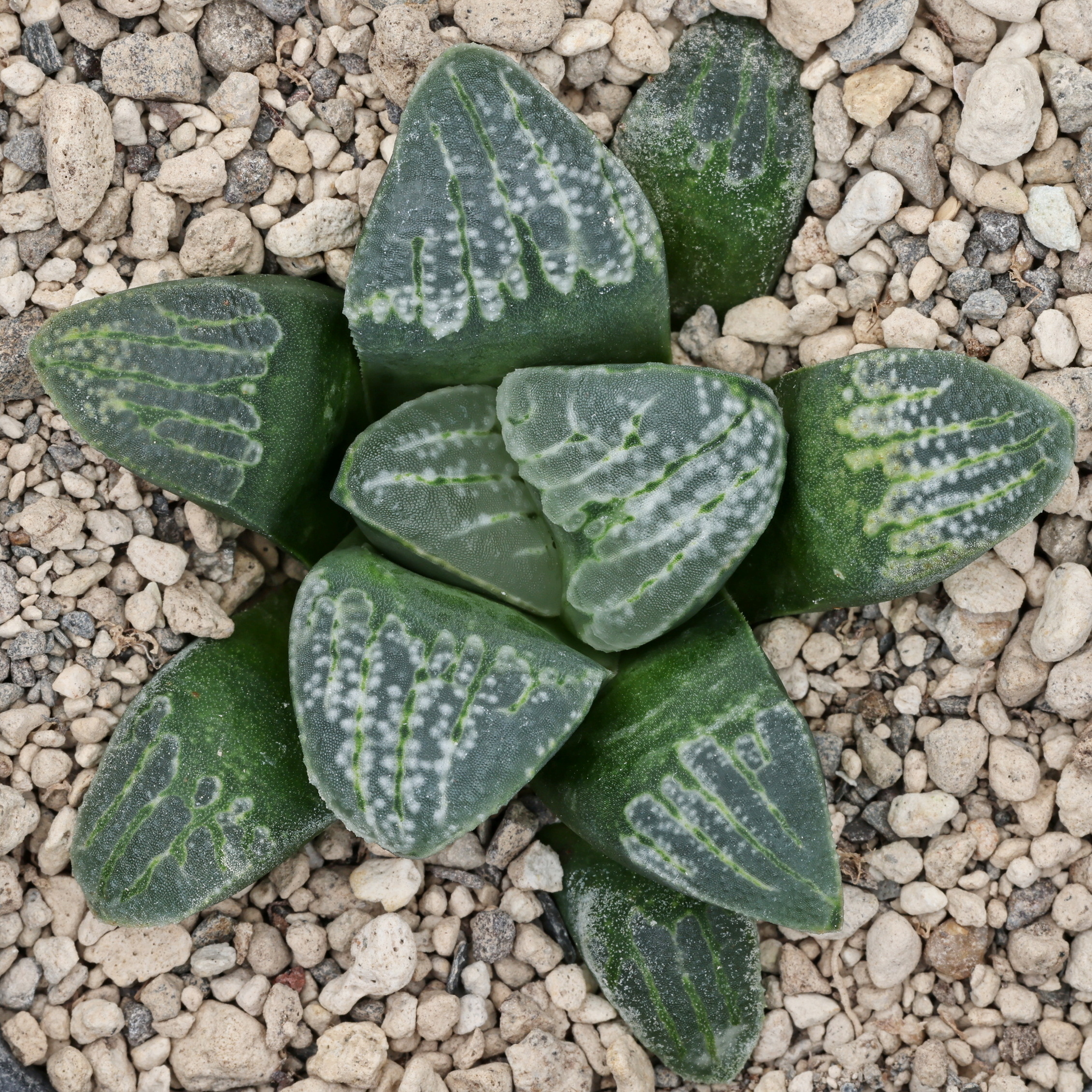 x1189 cl1 haworthia hybrid 169 x groenewaldii close