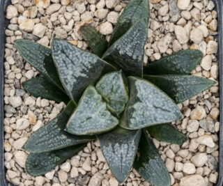 x1209 cl4 haworthia hybrid 9 x groenewaldii rotterdam w