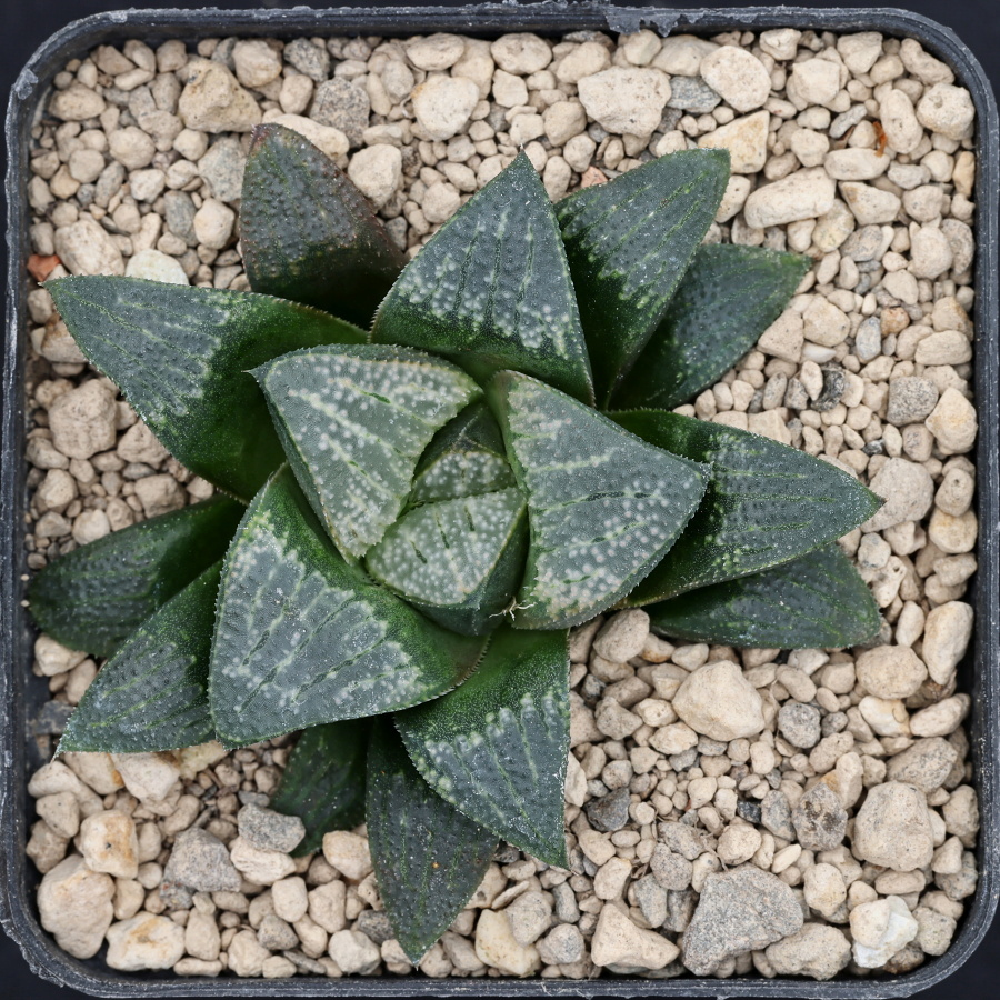 x1212 cl4 haworthia hybrid 15 x groenewaldii rotterdam w