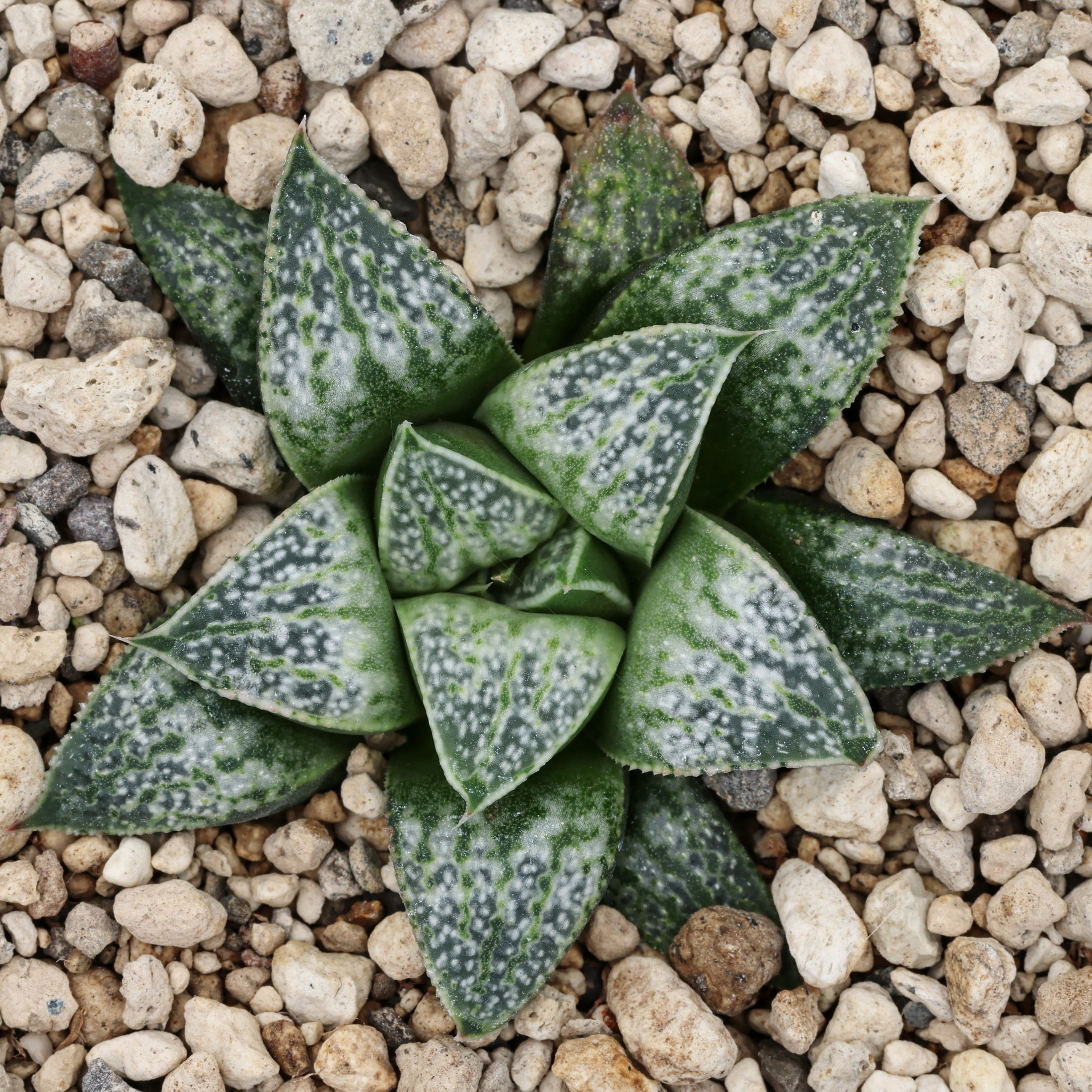 x1226 cl4 haworthia hybrid 123 x groenewaldii rotterdam w close