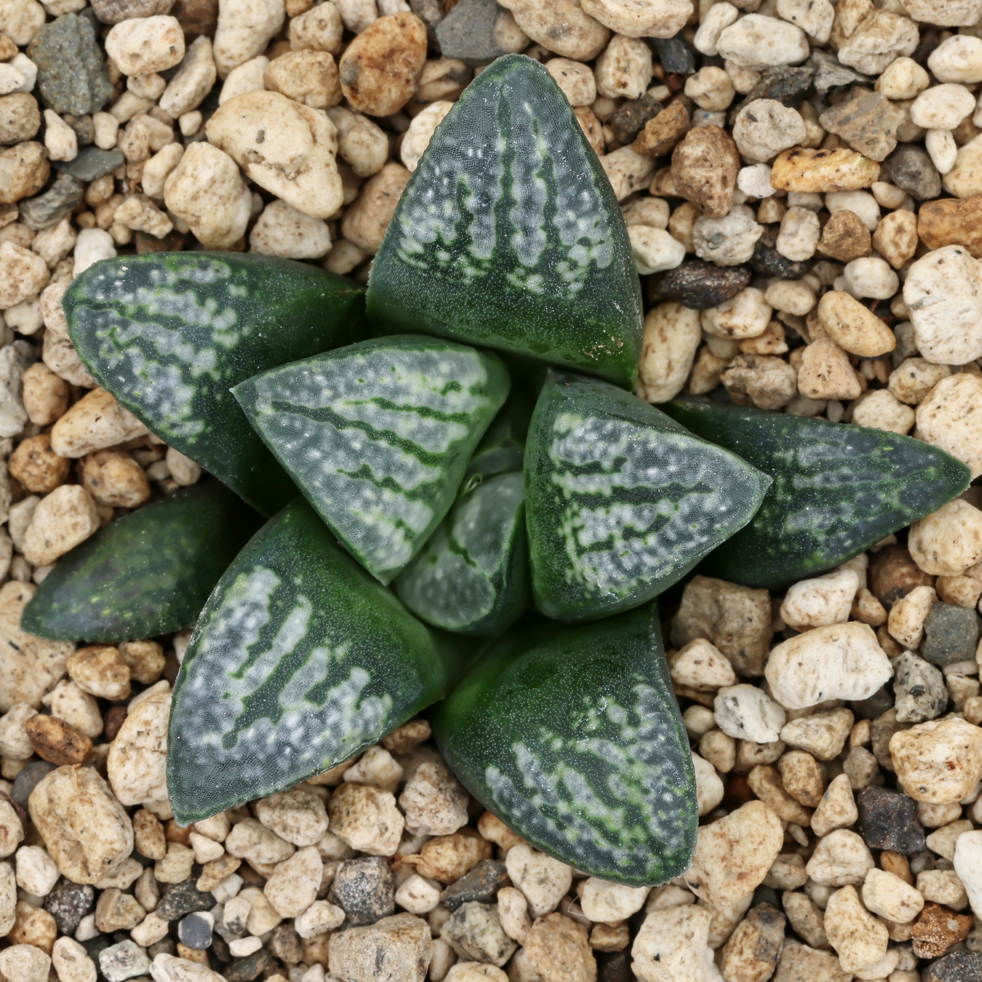 x1226 cl5 haworthia hybrid 123 x groenewaldii rotterdam w close