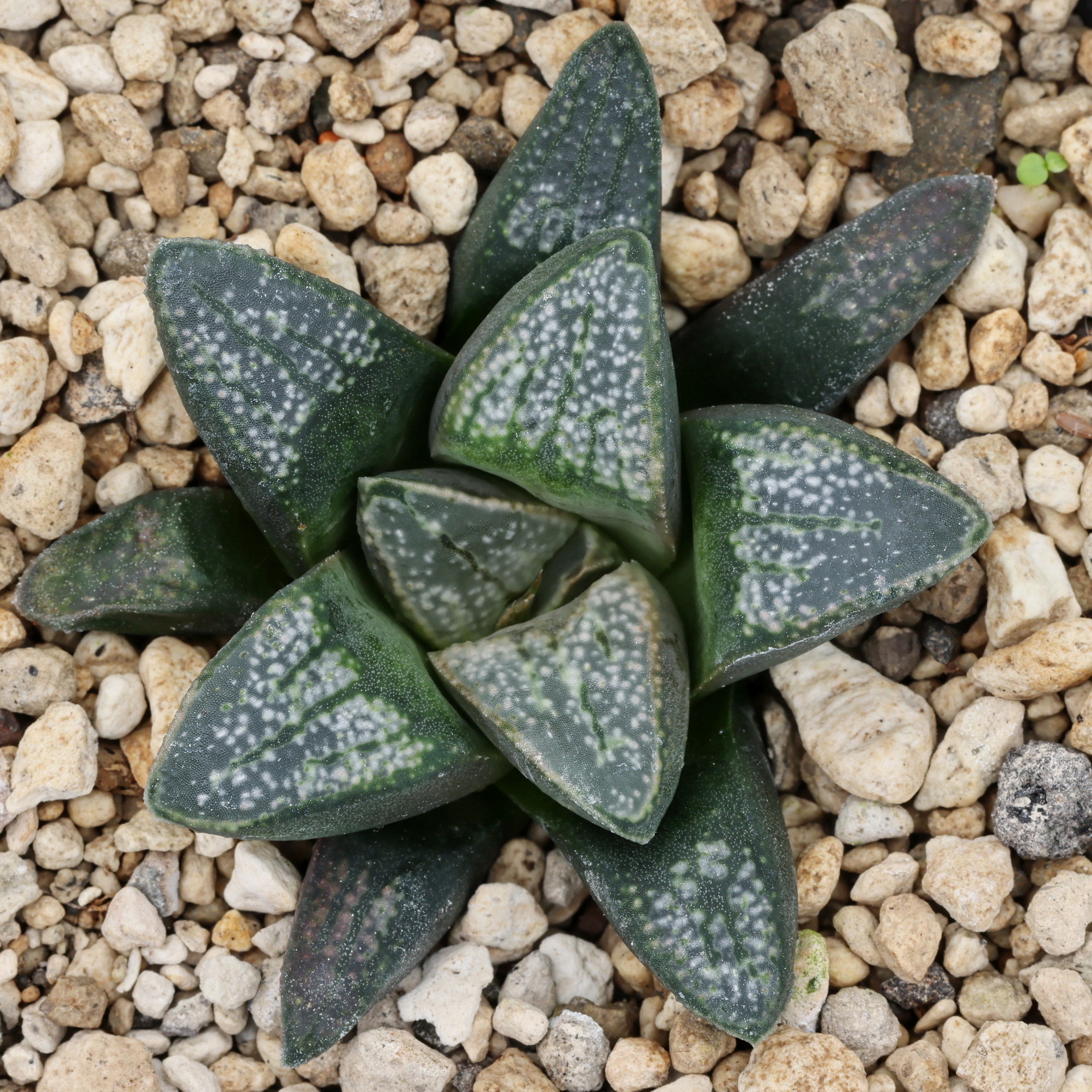 x1226 cl6 haworthia hybrid 123 x groenewaldii rotterdam w close