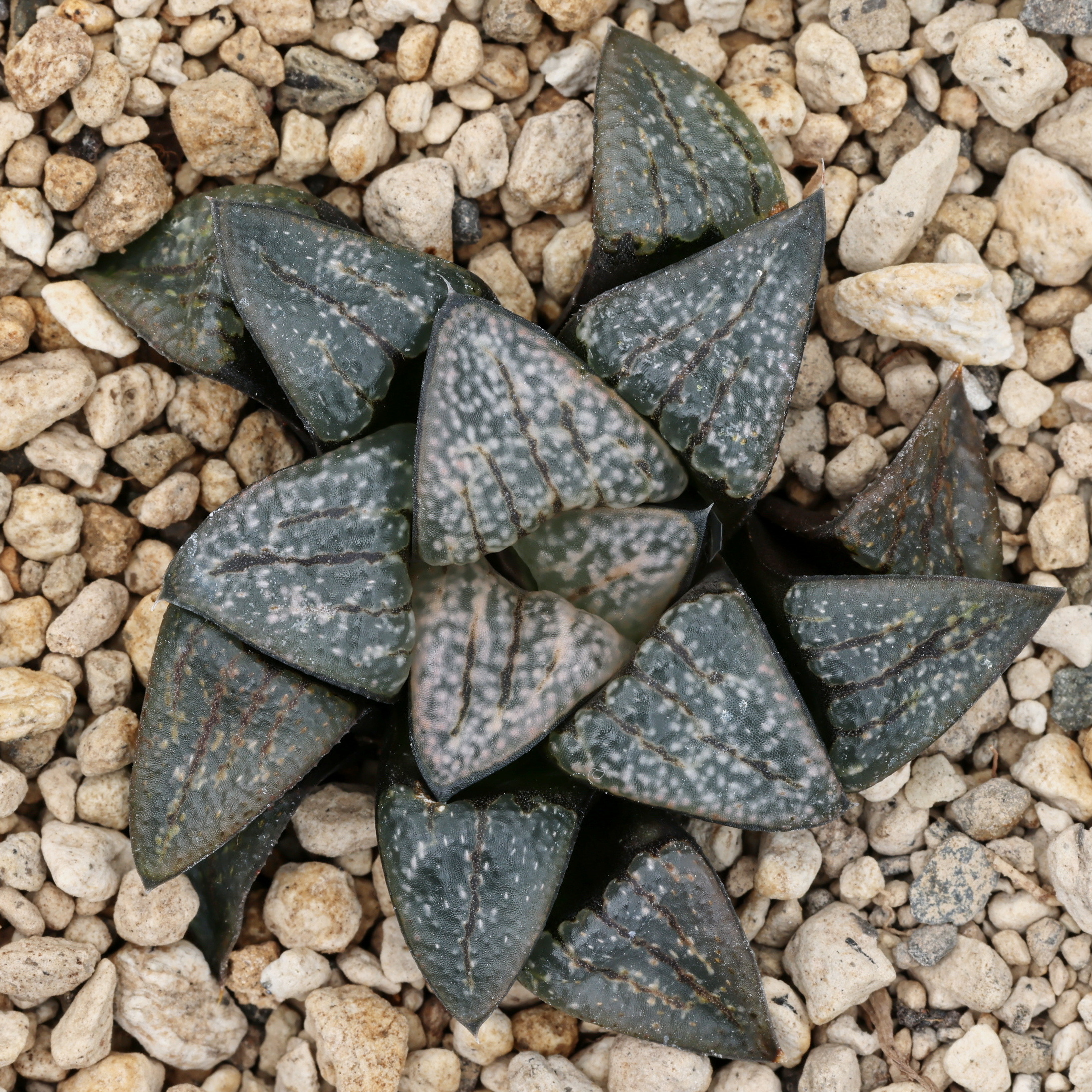 x1232 cl1 haworthia hybrid groenewaldii ba116 1 x splendens close