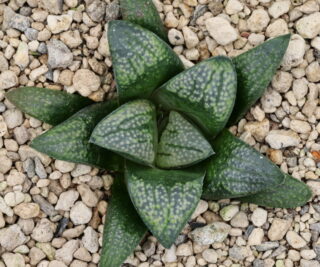 x1250 cl2 haworthia hybrid 6 x groenewaldii rotterdam w close
