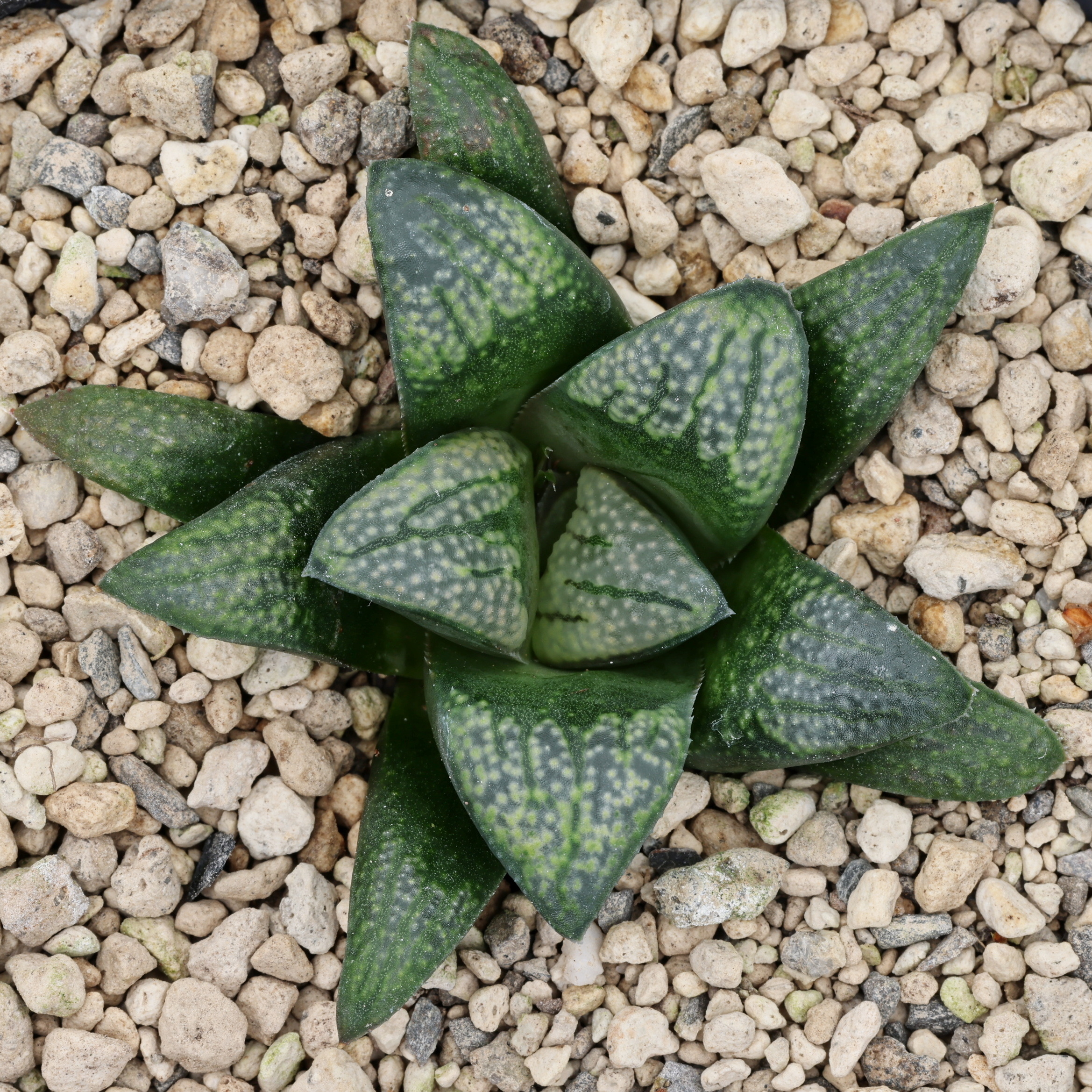 x1250 cl2 haworthia hybrid 6 x groenewaldii rotterdam w close