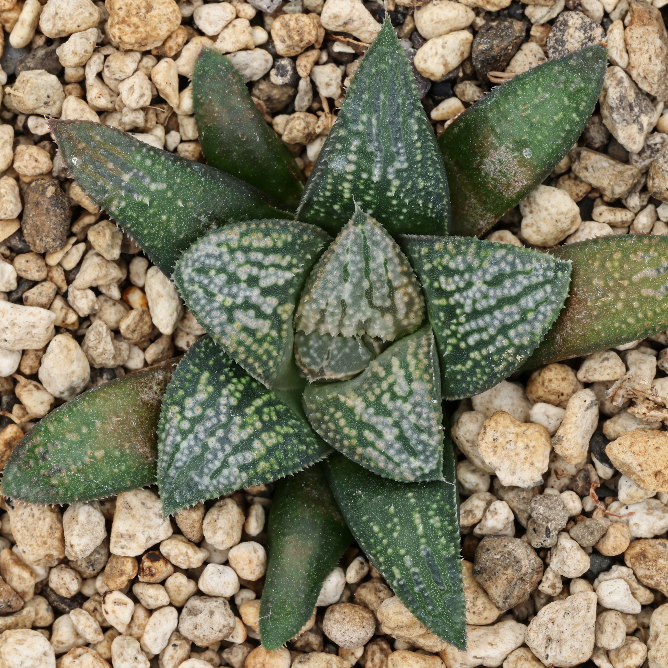 x1258 cl6 haworthia hybrid 20 x groenewaldii rotterdam 1 close