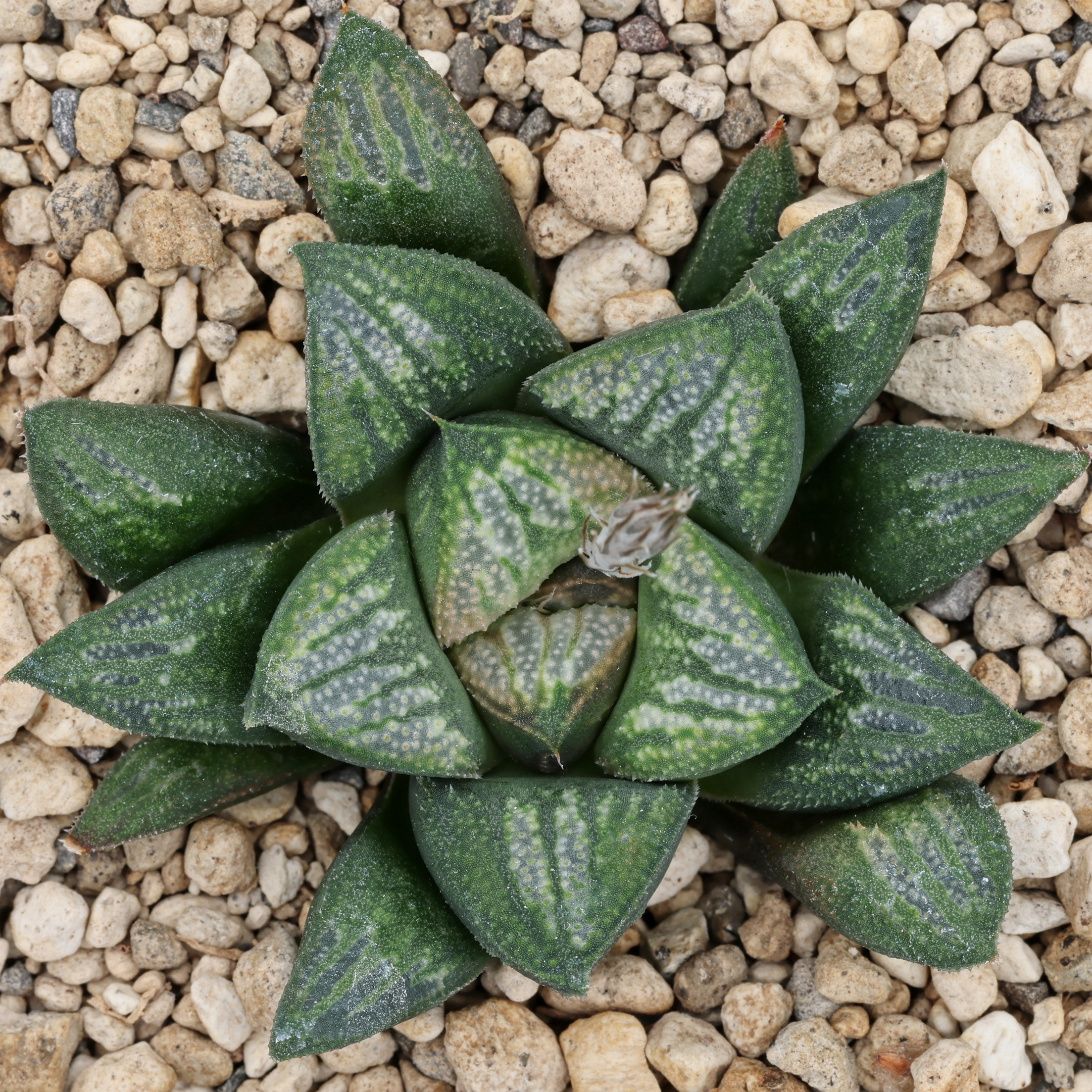 x1259 cl9 haworthia hybrid 27 x groenewaldii rotterdam 1 close