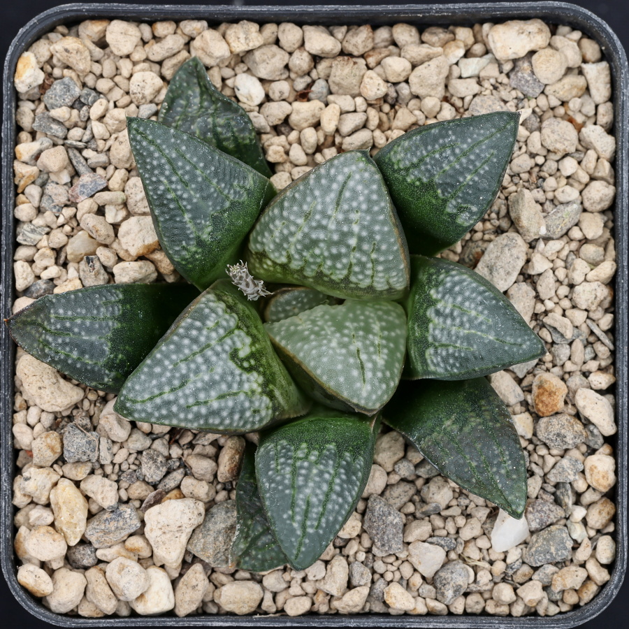 x1261 cl6 haworthia hybrid 41 x groenewaldii mbb7801