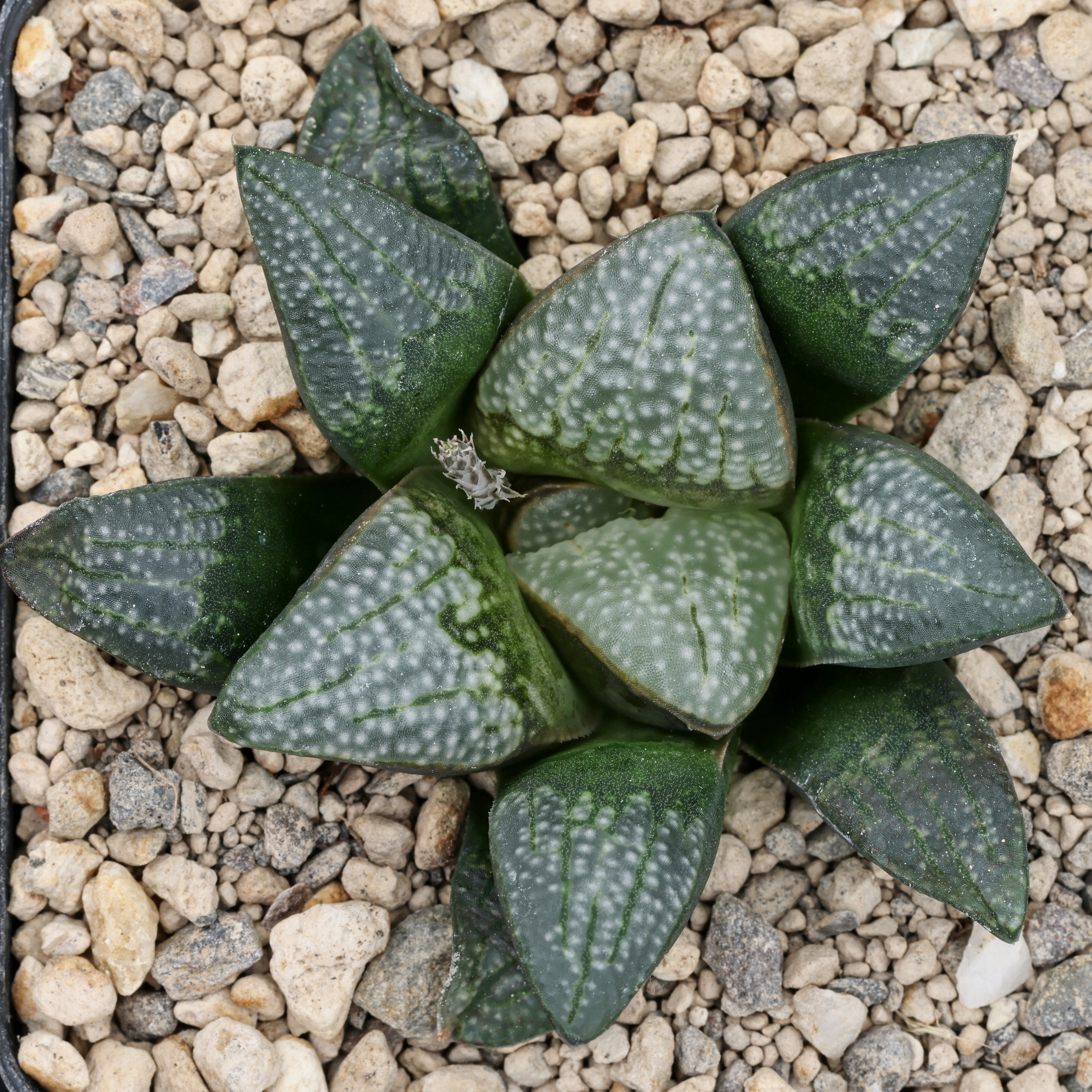 x1261 cl6 haworthia hybrid 41 x groenewaldii mbb7801 close