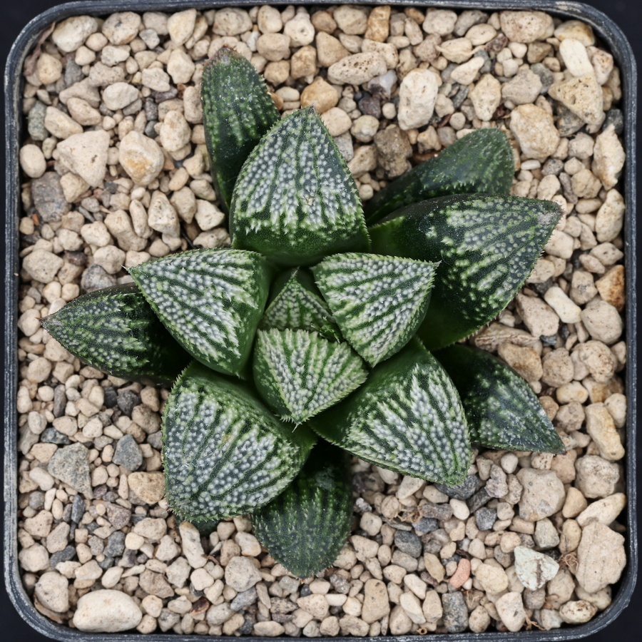 x1277 cl11 haworthia hybrid 144 x multiparent