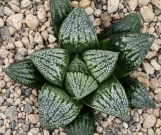 x1277 cl11 haworthia hybrid 144 x multiparent close