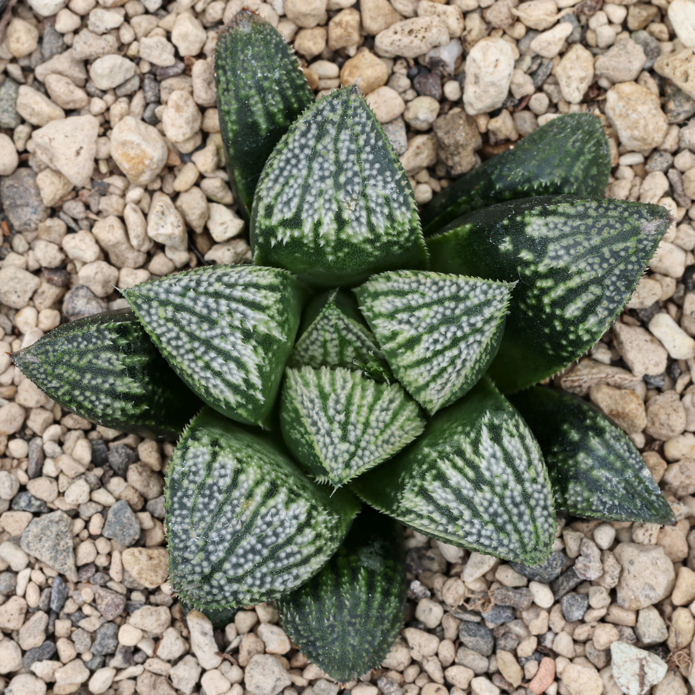 x1277 cl11 haworthia hybrid 144 x multiparent close