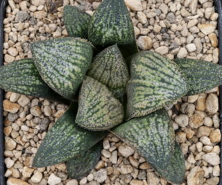 x1277 cl7 haworthia hybrid 144 x multiparent