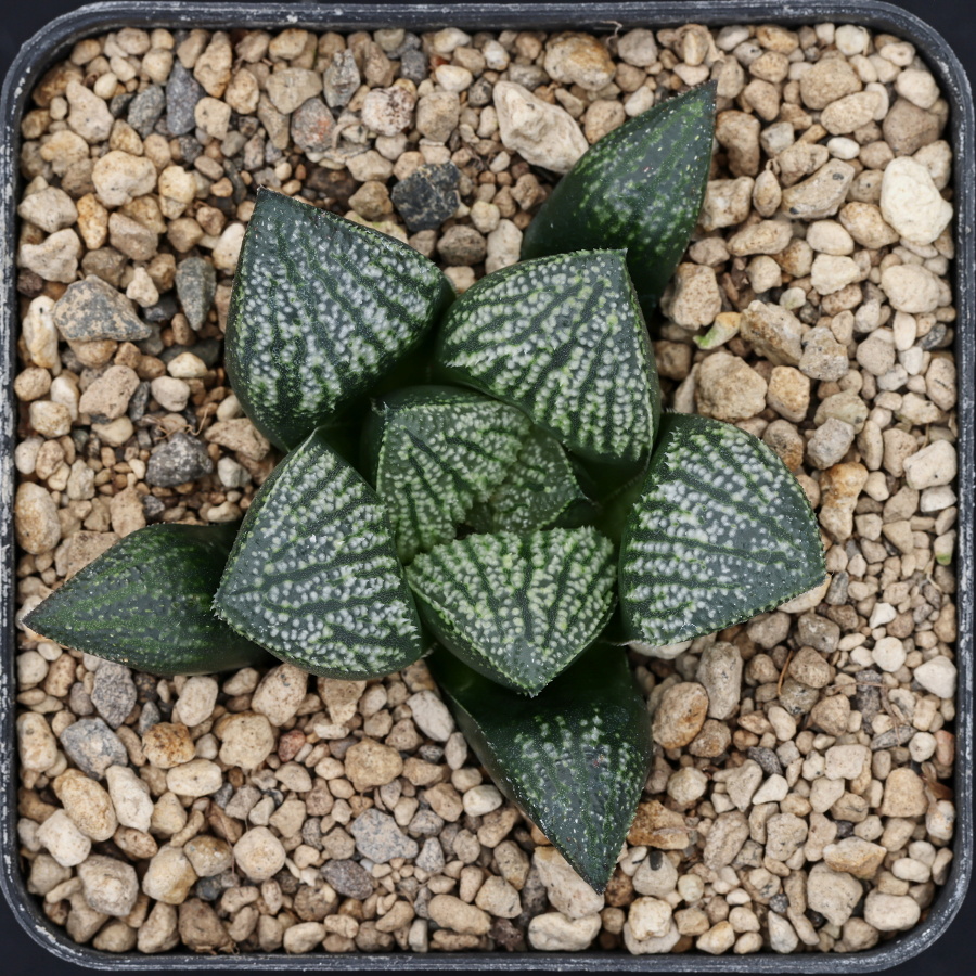 x1277 cl9 haworthia hybrid 144 x multiparent