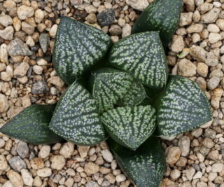 x1277 cl9 haworthia hybrid 144 x multiparent close