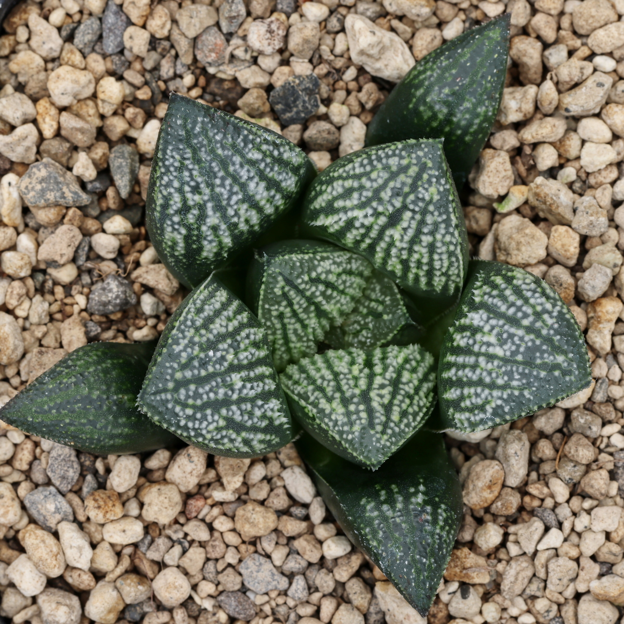 x1277 cl9 haworthia hybrid 144 x multiparent close