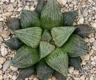 x1288 cl11 haworthia hybrid x1975 x multiparent close