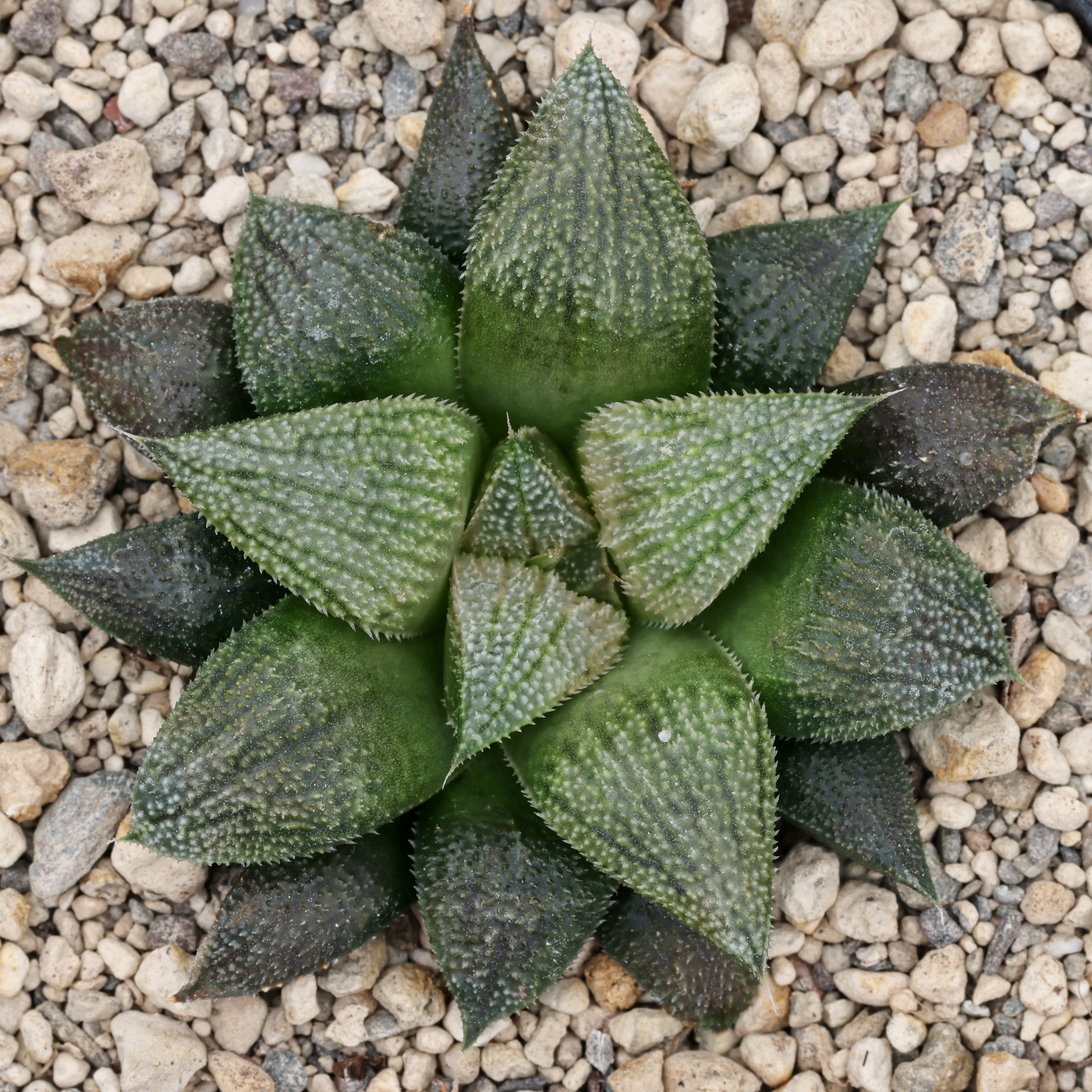 x1288 cl11 haworthia hybrid x1975 x multiparent close