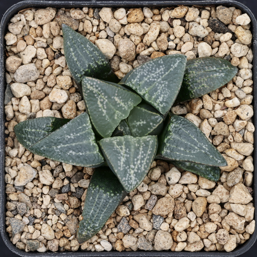 x1297 cl4 haworthia hybrid groenewaldii gm x picta gm568 2