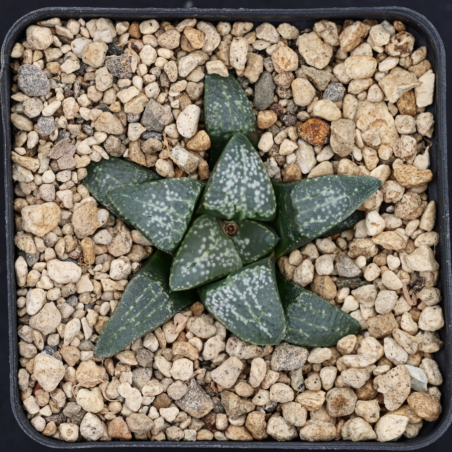 x1299 cl3 haworthia hybrid groenewaldii gm x picta gm256 sg