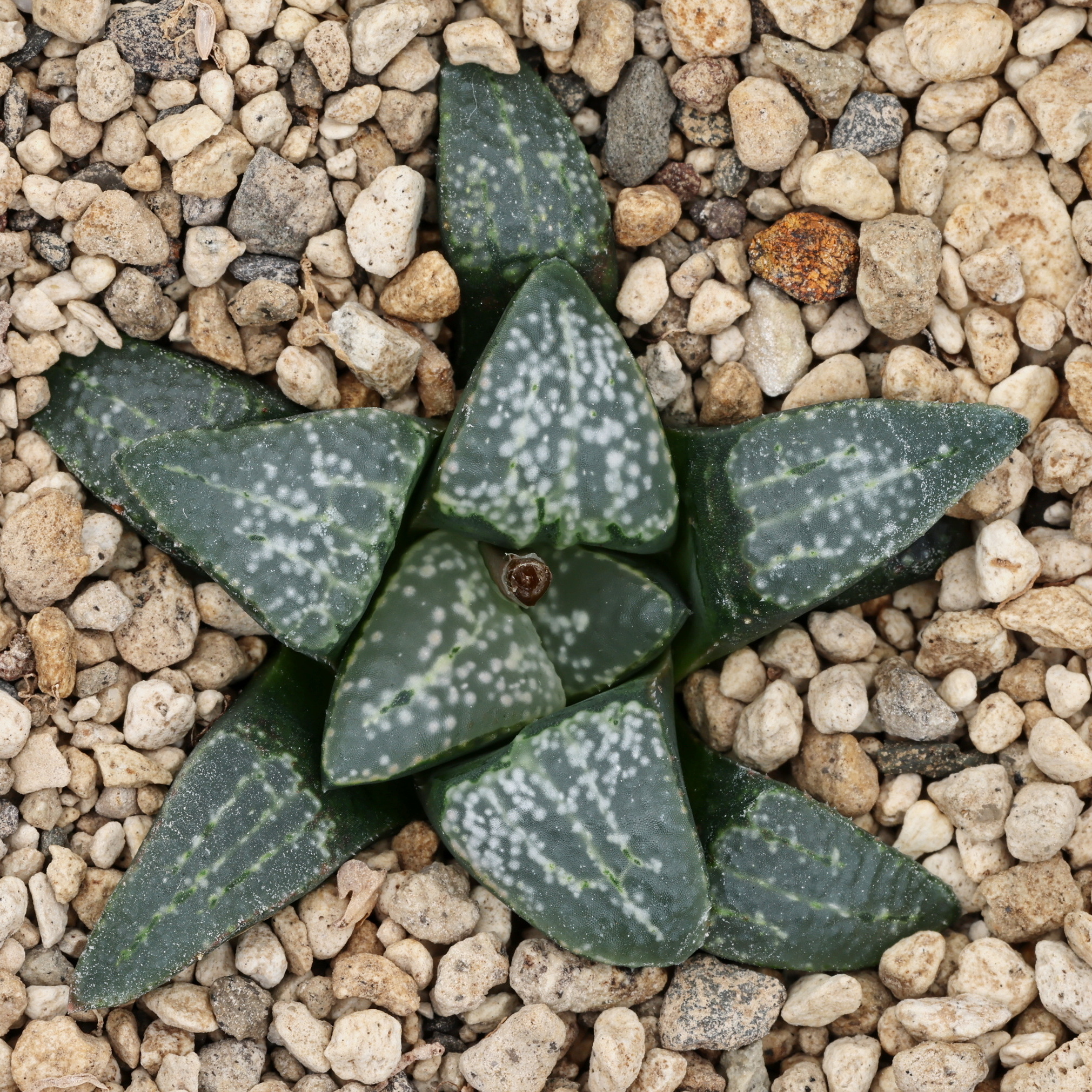 x1299 cl3 haworthia hybrid groenewaldii gm x picta gm256 sg close