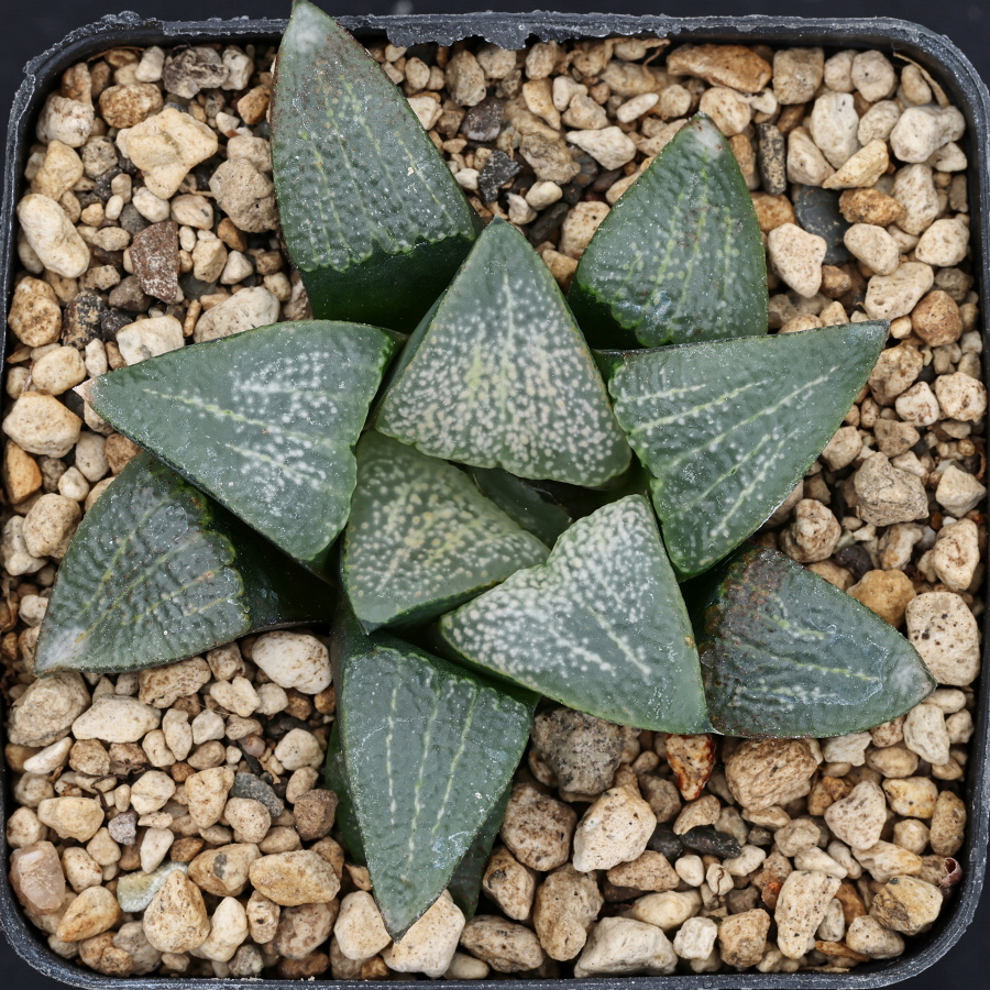 x1309 cl2 haworthia hybrid picta 01959 x groenewaldii gm