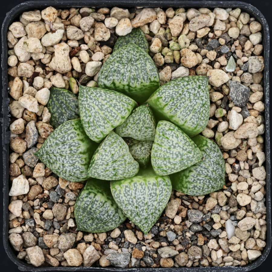 x1312 cl1 haworthia hybrid picta vdv56 x picta beigy cream