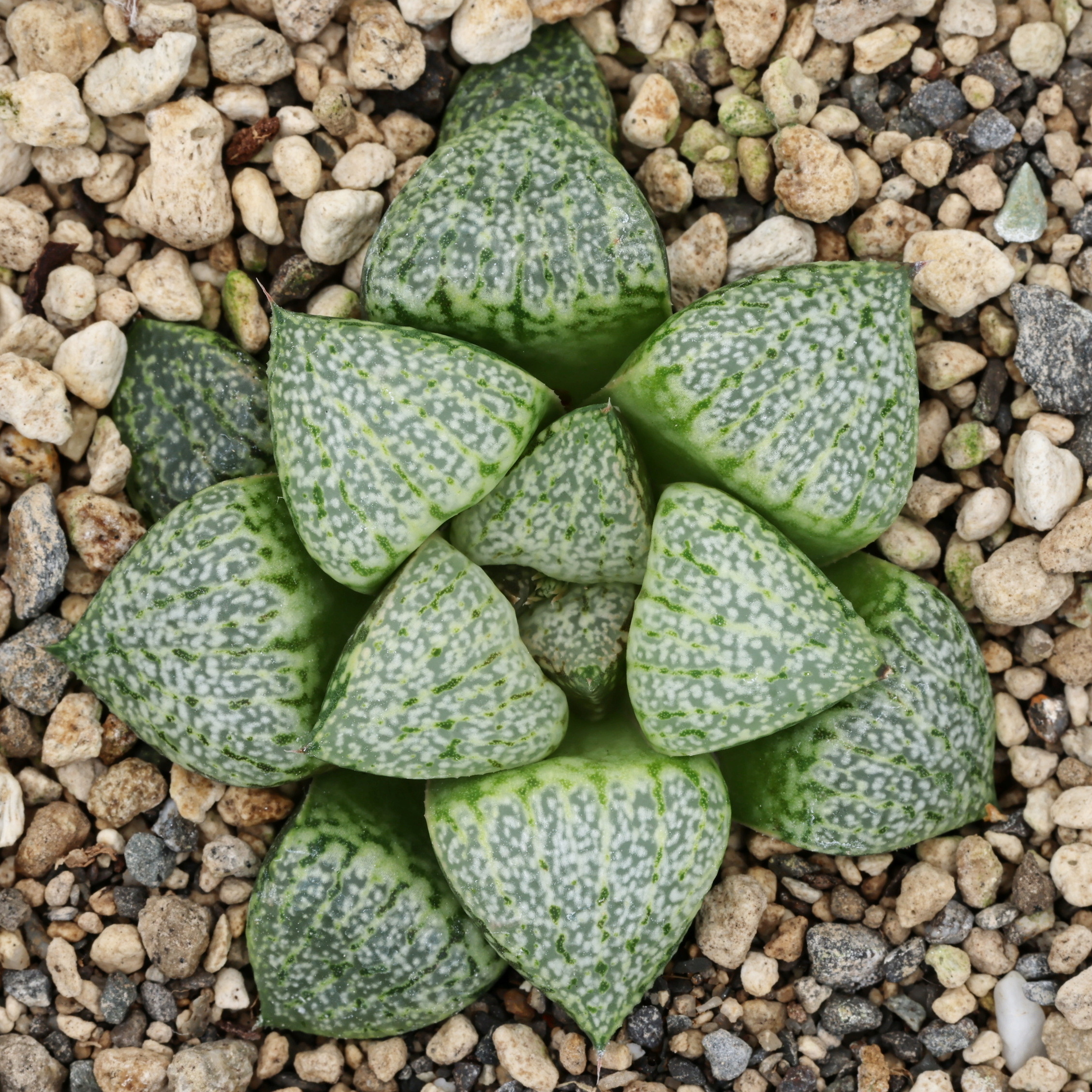 x1312 cl1 haworthia hybrid picta vdv56 x picta beigy cream close