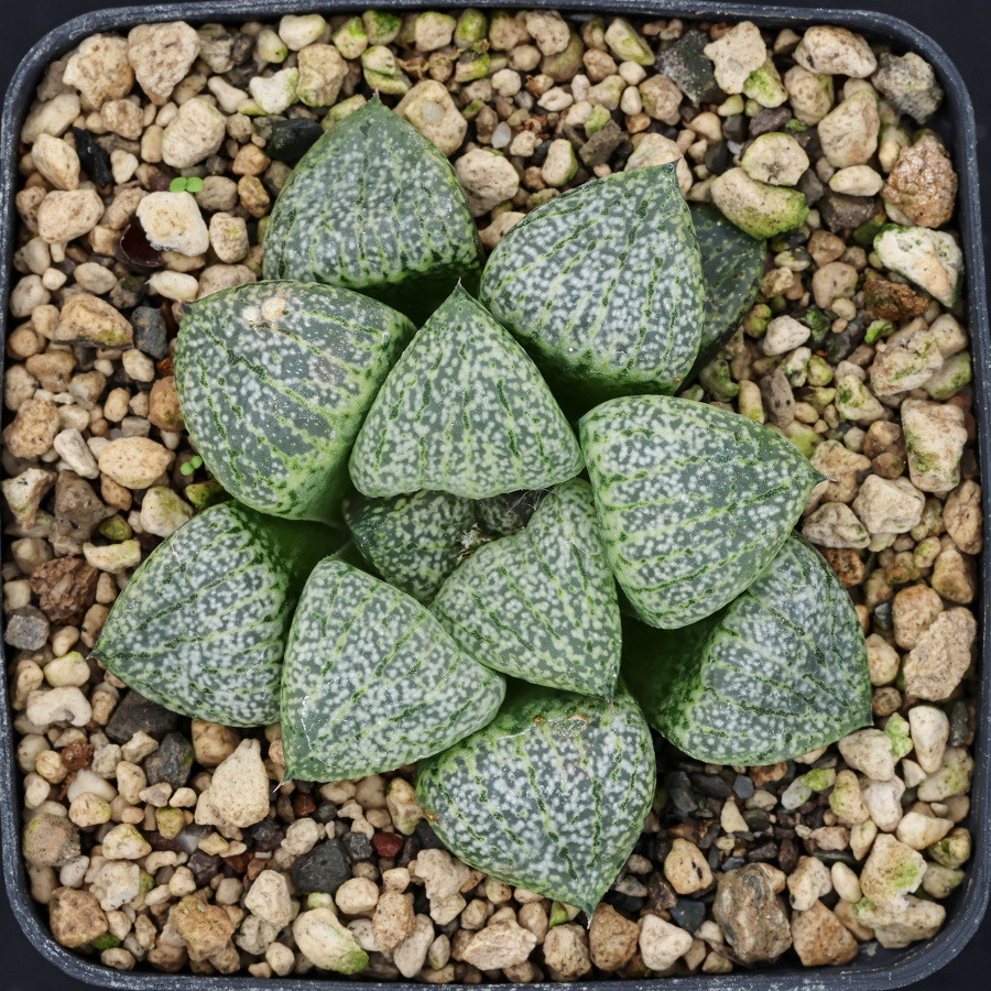 x1312 cl2 haworthia hybrid picta vdv56 x picta beigy cream