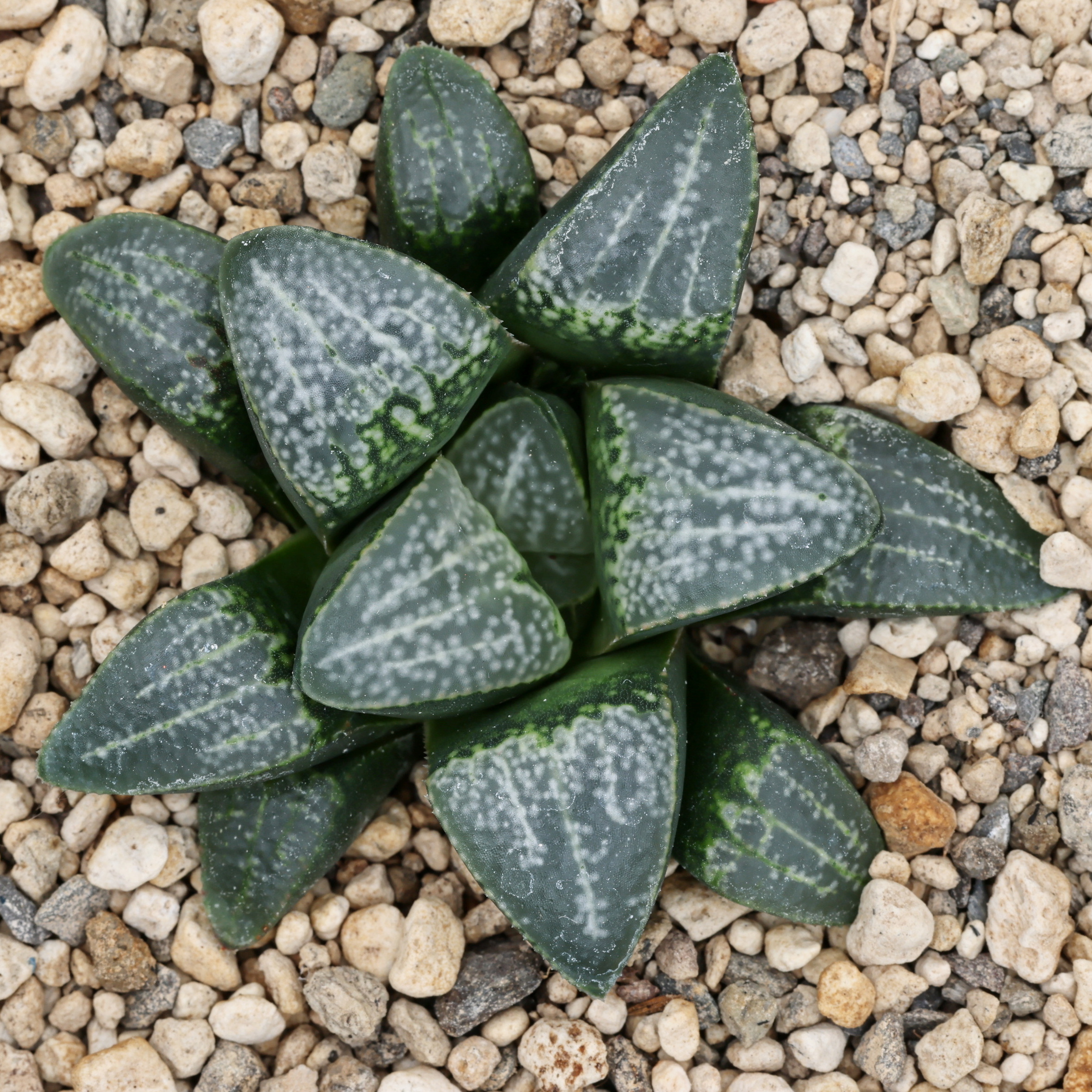 x1316 cl5 haworthia hybrid picta gm256 sg x groenewaldii close