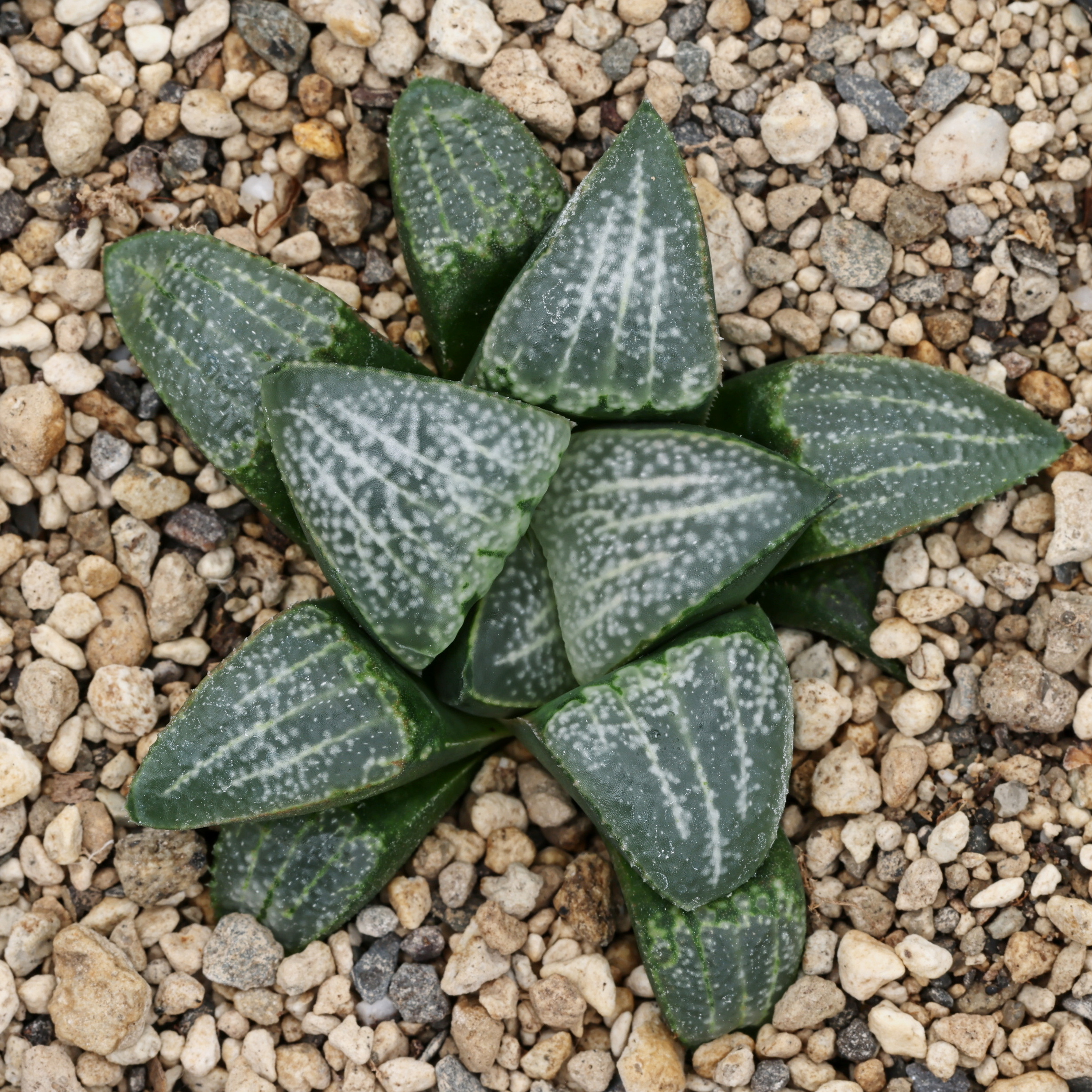 x1316 cl6 haworthia hybrid picta gm256 sg x groenewaldii close