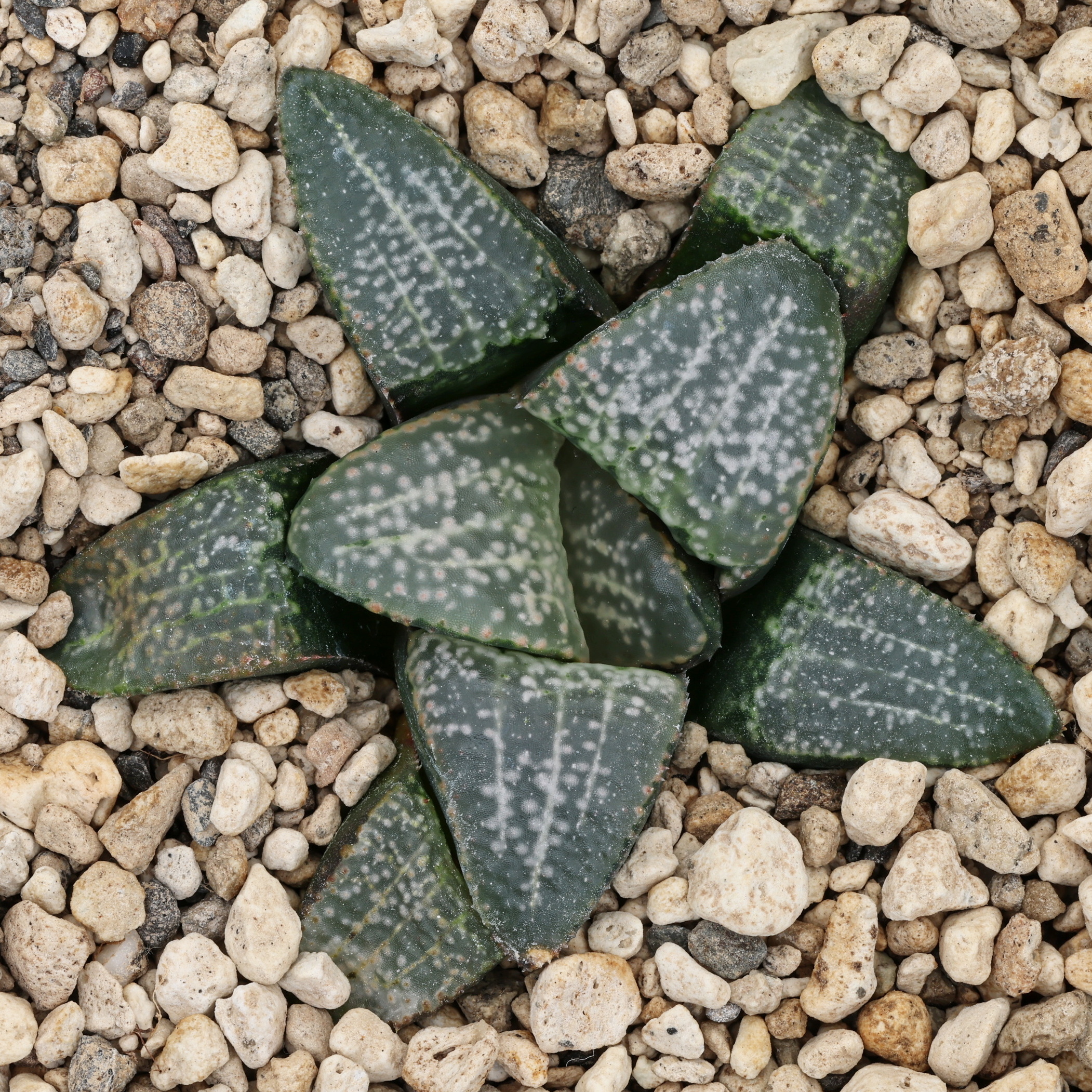 x1316 cl7 haworthia hybrid picta gm256 sg x groenewaldii close
