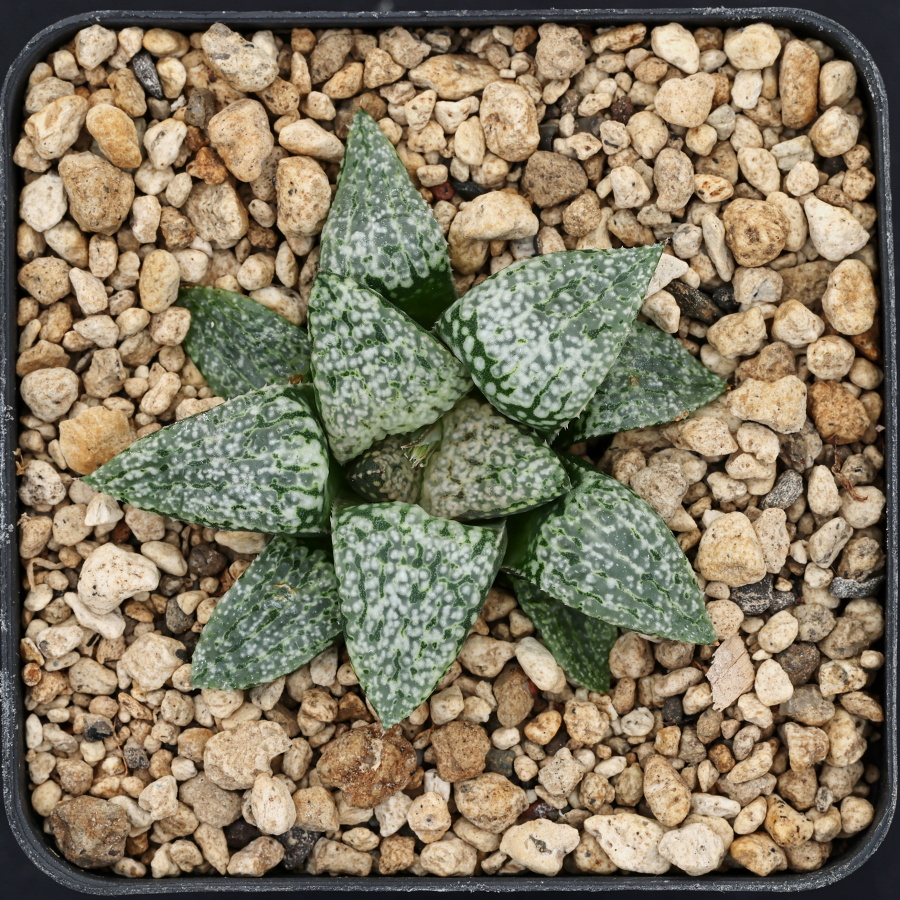 x1317 cl5 haworthia hybrid picta gm256 sg x picta gm568 2