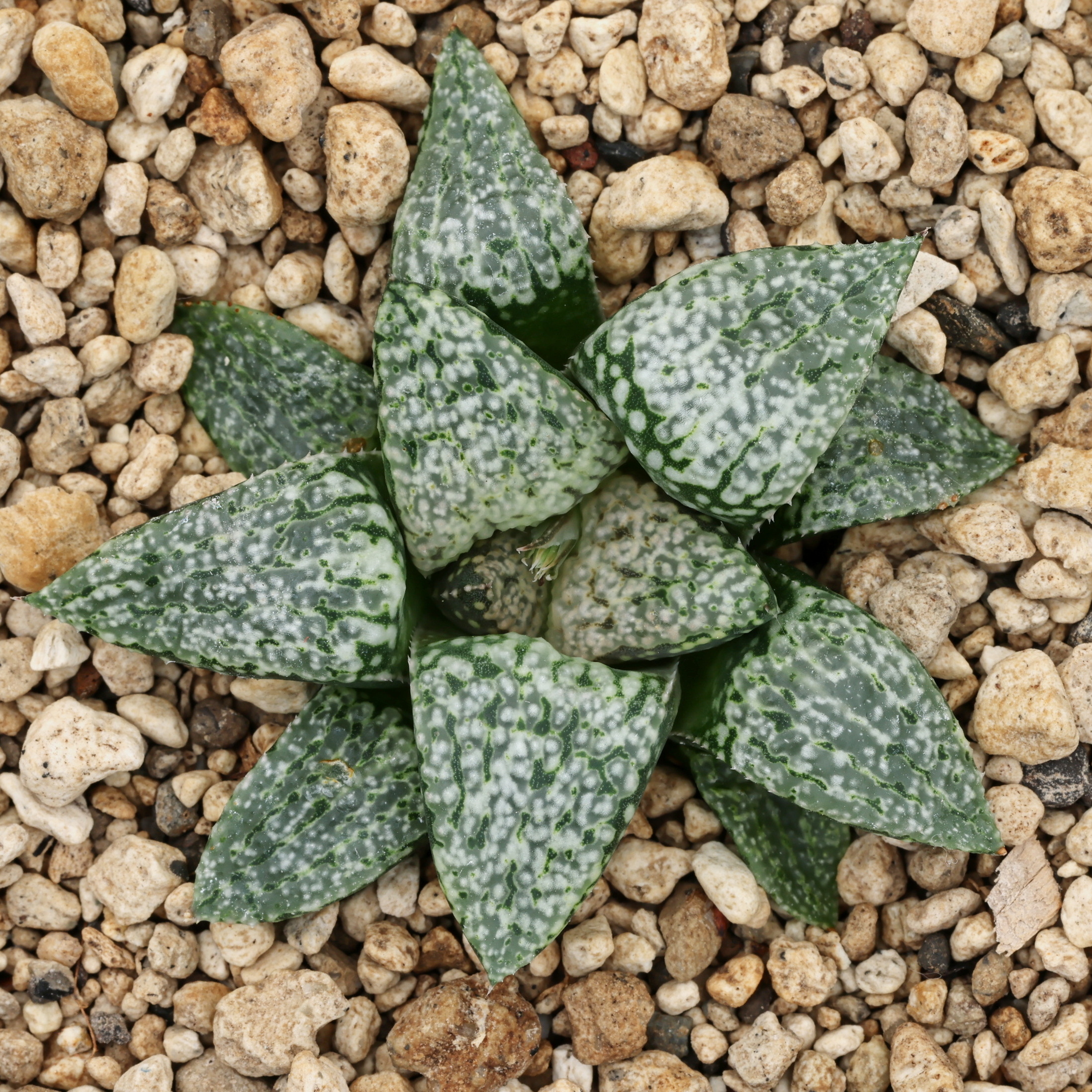 x1317 cl5 haworthia hybrid picta gm256 sg x picta gm568 2 close