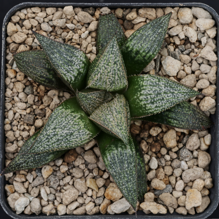 x1320 cl5 haworthia hybrid pp75 scarlet begonias x multiparent