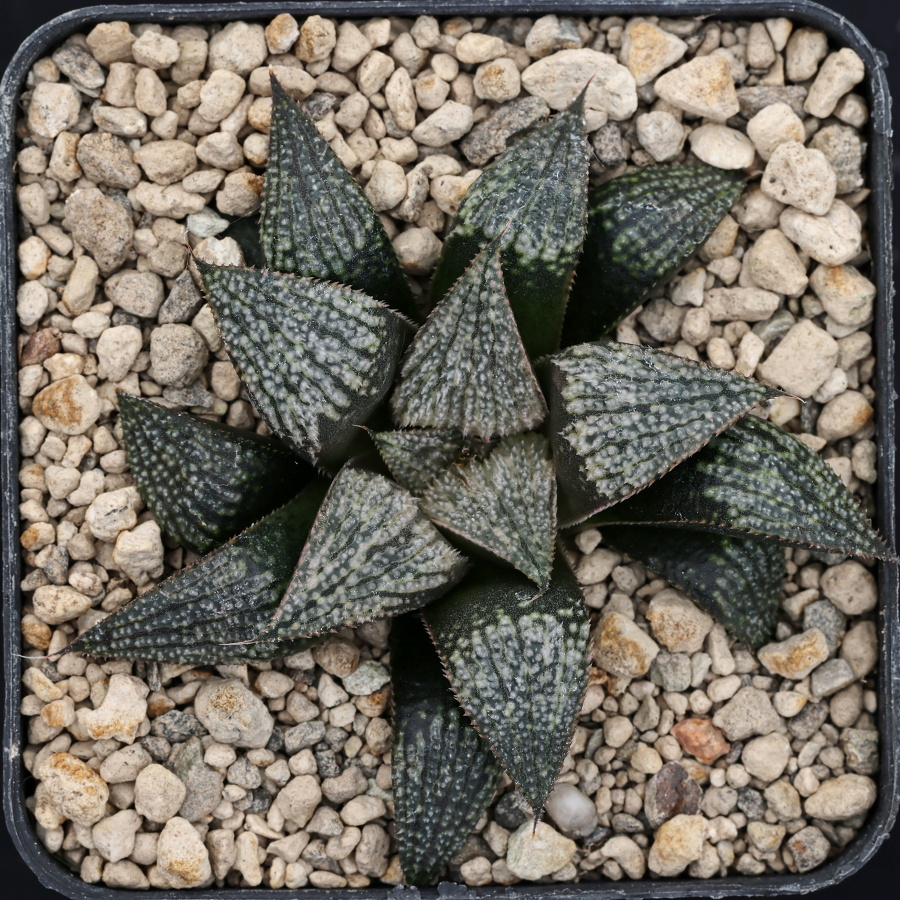 x1320 cl6 haworthia hybrid pp75 scarlet begonias x multiparent