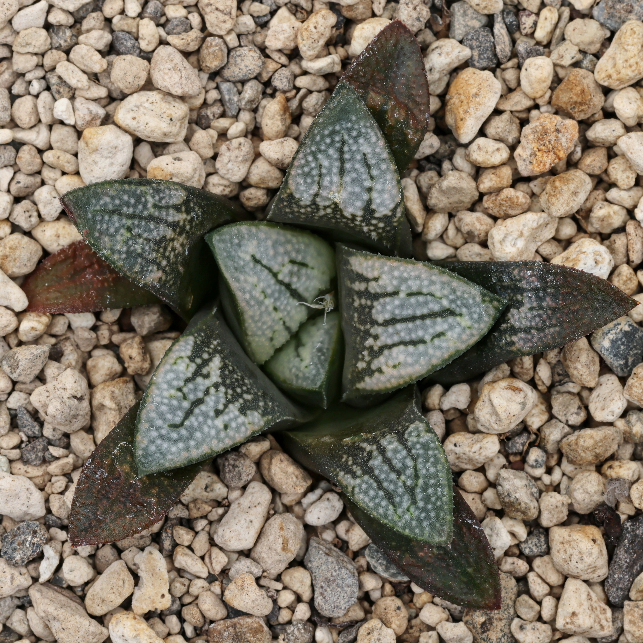 x1324 cl3 haworthia hybrid groenewaldii rotterdam w x 222 close