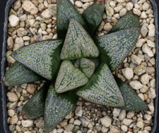 x1331 cl7 haworthia hybrid splendens vdv78 x groenewaldii rotterdam w