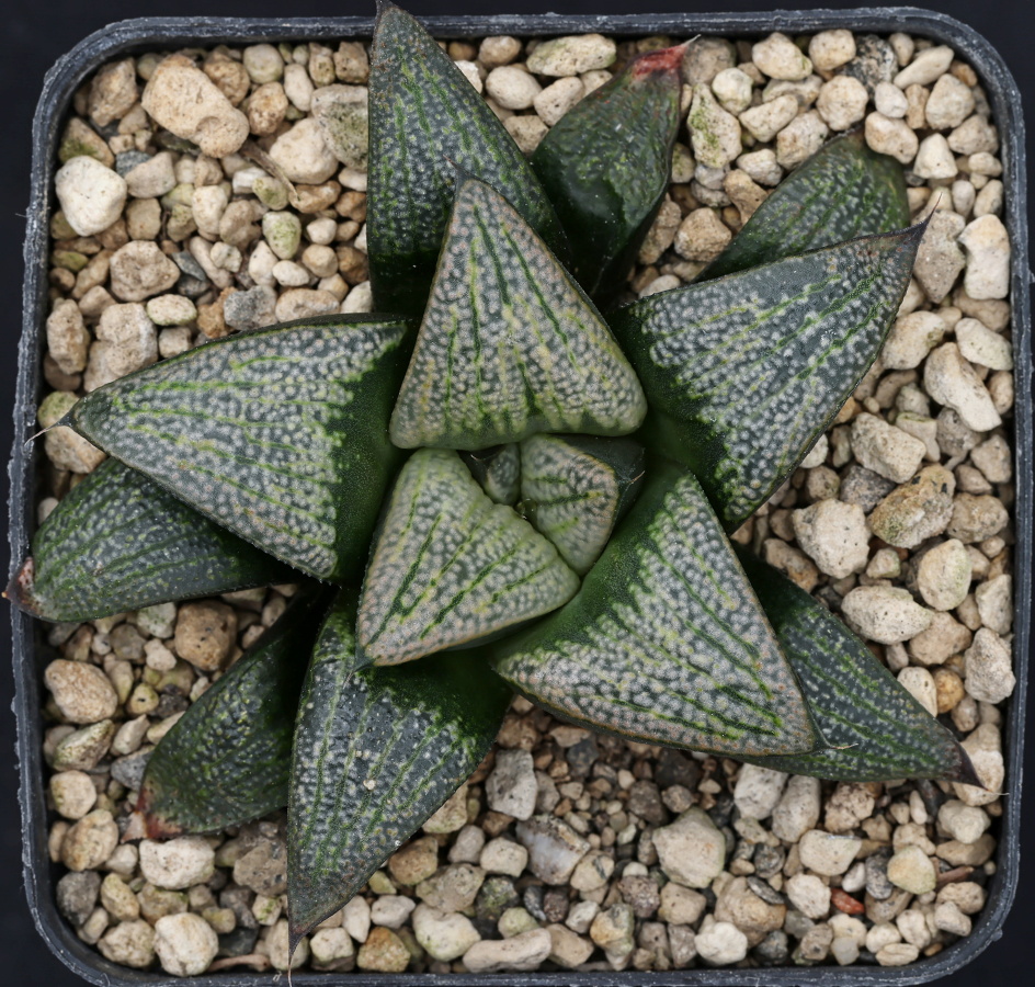x1331 cl7 haworthia hybrid splendens vdv78 x groenewaldii rotterdam w