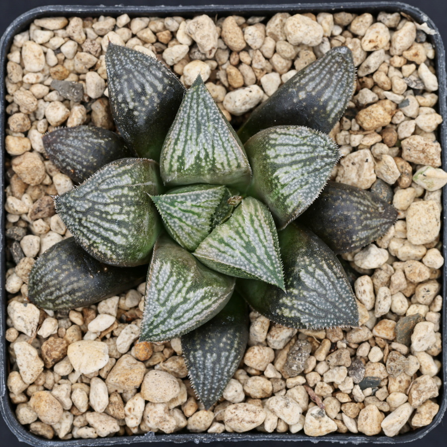 x1340 cl10 haworthia hybrid wimii jdv95 023 x multiparent