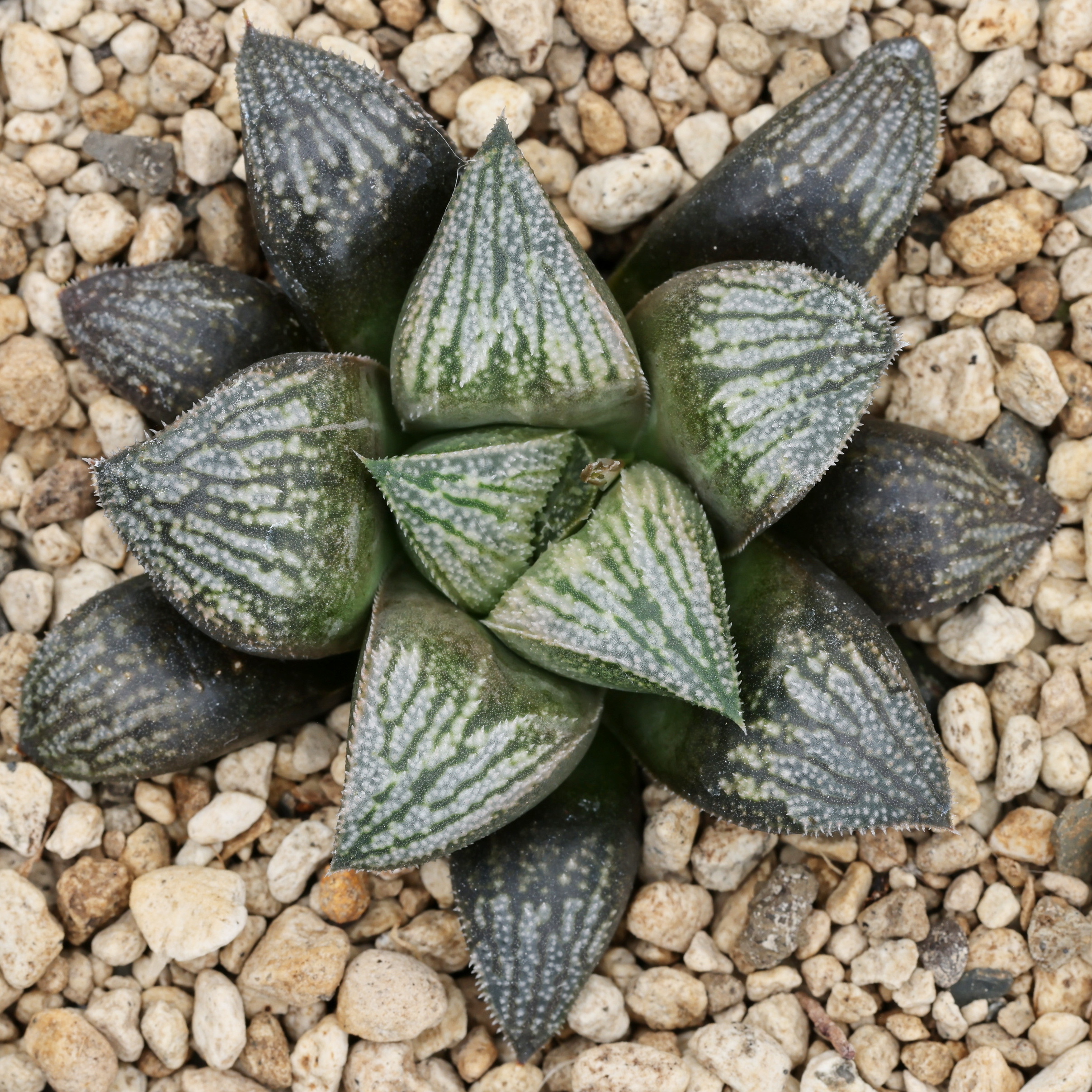 x1340 cl10 haworthia hybrid wimii jdv95 023 x multiparent close