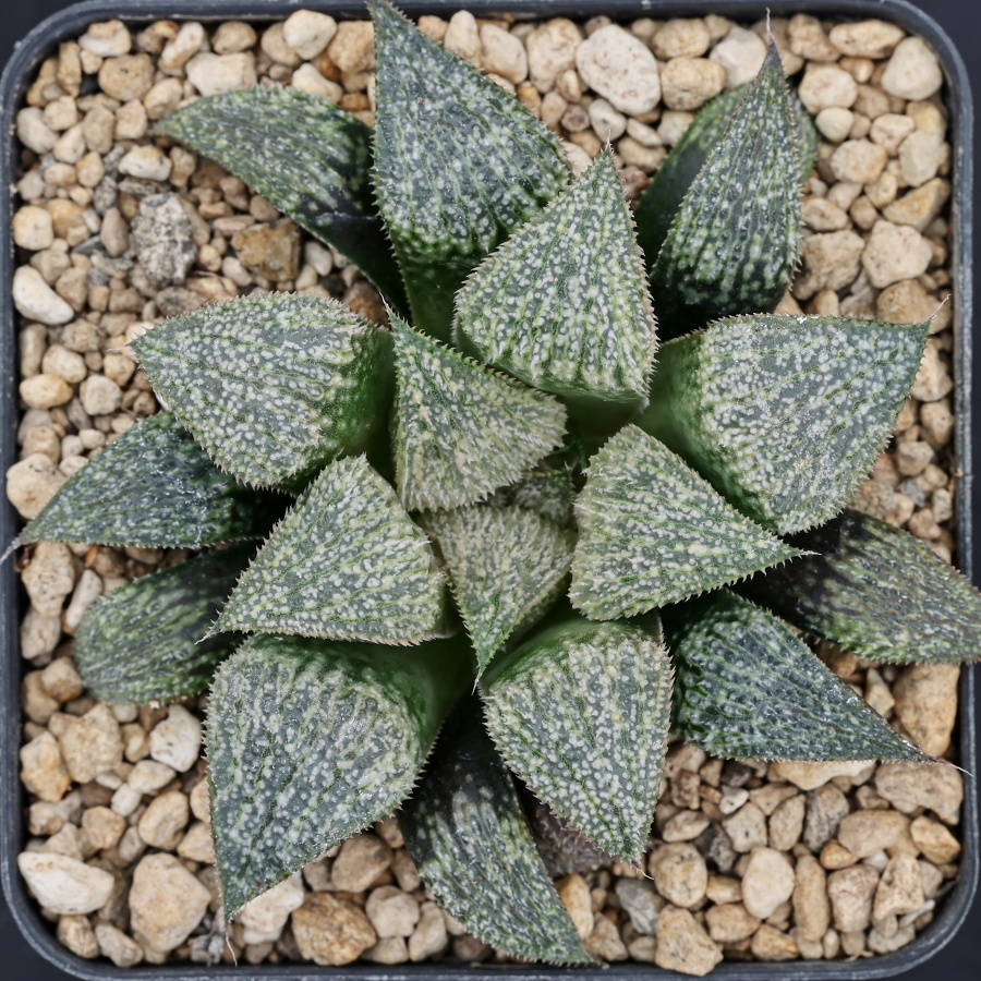 x1340 cl11 haworthia hybrid wimii jdv95 023 x multiparent