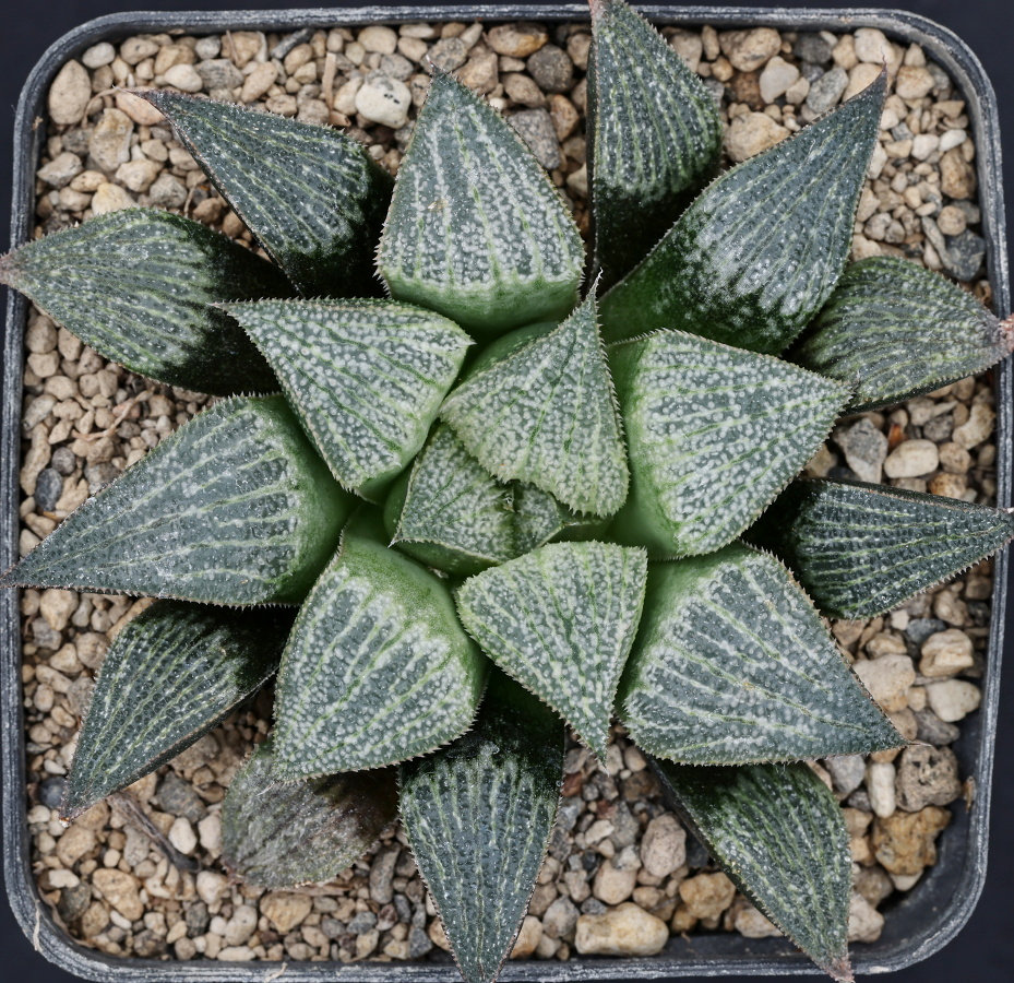 x1340 cl12 haworthia hybrid wimii jdv95 023 x multiparent